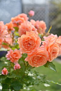 レ・グラン ・ビュッフェ(大苗予約)7号鉢植え ドリュー(Doreix) フレンチローズ 四季咲き バラ苗 《種苗登録出願中》