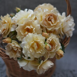 EubVic\j7A ͖{o Kawamoto Brand Roses oc s_ѐY o^it
