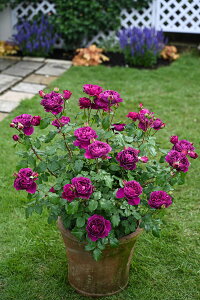 E^EfEX[Yic\j7A fo[iDelbardj t`[Y lG炫 oc sco^o蒆t