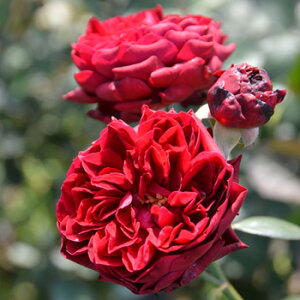 ルイス・キャロル(大苗予約)7号鉢植え ロサ・オリエンティス バラ苗 《農林水産省 登録品種》