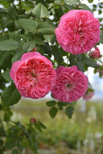 ライオンハート(大苗予約)7号鉢植え バラ苗 ロサ・オリエンティス プログレッシオシリーズ 《種苗登録出願中》