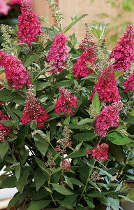 ubhAEo^tCLfB[ hgr[h ϊt 6