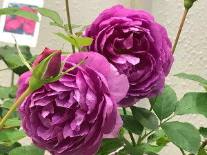 Xicj7A F&G[Y Vu oc s_it