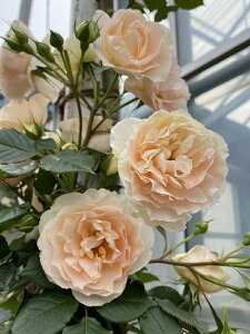 マティアス・クラウディウス・ローズ(大苗予約)7号鉢植え《農林水産省 登録品種》 つるバラ タンタウ バラ苗