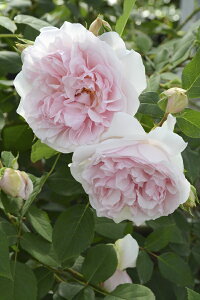 ChECEwuic\j7A oc TEIGeBX vObVIV[Y sco^o蒆t