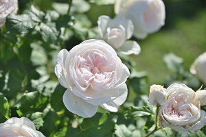 マハネ(大苗)7号鉢植え デルバール(Delbard) フレンチローズ 四季咲き バラ苗 《種苗登録出願中》