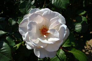 マーガレット・メリル(大苗)7号鉢植え 四季咲き中輪房咲き系(フロリバンダローズ)スプレー咲き バラ苗