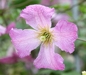 N}`X 'fB[' nFr`Zn 12cm|bg