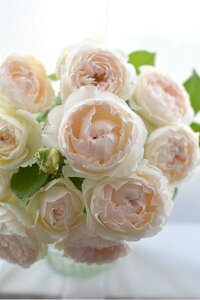 ミエル・ドゥ・フォレ(大苗予約)7号鉢植え 河本バラ園 Kawamoto Brand Roses 四季咲き バラ苗 《農林水産省 品種登録出願中》