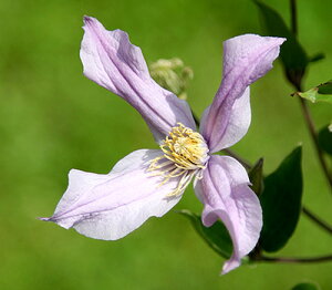 N}`X '~L[EEFC' nFCeOtHAn 12cm|bg