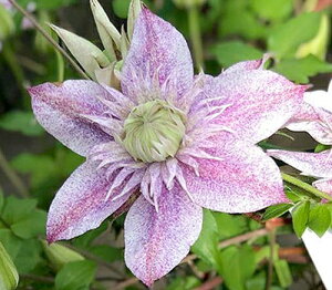 N}`X fʂ̗df nFt_n 12cm|bg