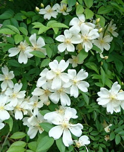 bREoEdiFjic\j7A I[h[YiAeB[N[Yj oc