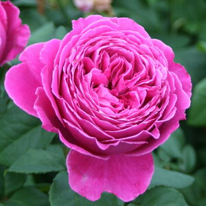 切り花 鉢植えの人気商品 通販 価格比較 価格 Com