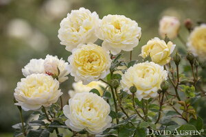 ナイ・ベヴァン(Auspital)(大苗予約)7号鉢植え イングリッシュローズ(デビッド・オースチンローズ) バラ苗 《農林水産省 登録品種》(Auspital)