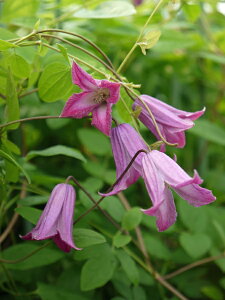 N}`X fxf nFeLZVXArIin h V}炫 12cm|bg