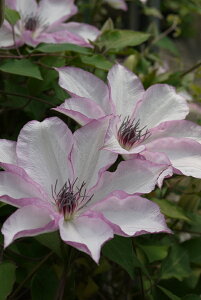 N}`X fʔf nFpeXn 12cm|bg