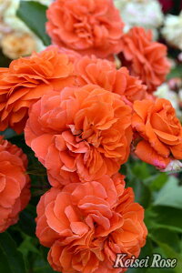 IW[ic\j7A o RfX oc s_ѐY o^it