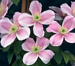 N}`X f^i sNEp[tFNVf nF^in 12cm|bg