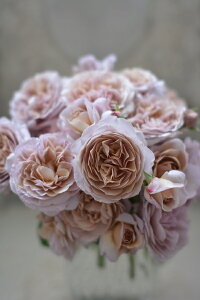 パニエ(大苗予約)7号鉢植え 四季咲き中輪房咲き系(フロリバンダローズ)スプレー咲き 河本バラ園 Kawamoto Brand Roses バラ苗 《種苗登録出願中》