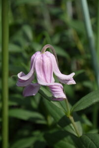 N}`X 'pXeEsN' h nF CeOtHAn V}炫