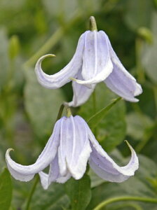 N}`X 'pXeEu[' h nFCeOtHAn V}炫 12cm|bg