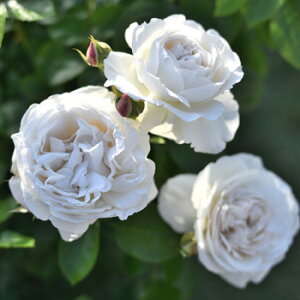 生花 ローズ 新苗の人気商品 通販 価格比較 価格 Com 生花 ローズ 新苗の人気商品 通販 価格比較 価格 Com