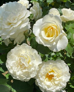 パール・イヤリング(大苗予約)7号鉢植え 四季咲き大輪系(ハイブリッドティーローズ) インタープランツ バラ苗 《農林水産省 登録品種》