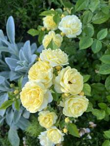 v`EWic\j 7A oc lG炫 |AT ͖{o Kawamoto Brand Roses s_ѐY o^it