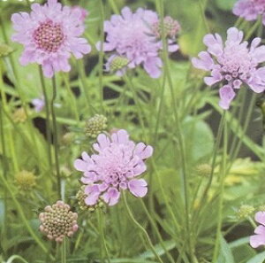 XJrIT fsNbVEsNfi10.5cm|bgj h