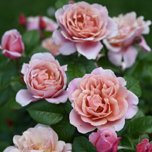 苗 鉢植え ピンク 生花の人気商品 通販 価格比較 価格 Com