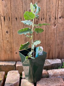 楽天市場 ユーカリ 切り花 種類 植物 ディル の通販