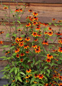 hxLA e v[[O[f h 10.5cm|bg