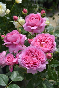 プリマヴィスタ(大苗予約)7号鉢植え バラ苗 《農林水産省 品種登録出願中》 四季咲き ロサ・オリエンティス プログレッシオシリーズ