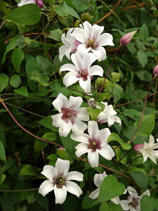 N}`X fvZXEPCgf h nFeNZVXn tfV[Y 12cm|bg