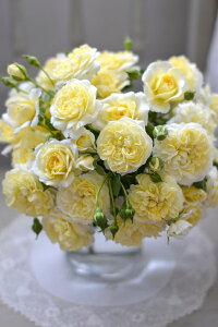 vliVcj7A ͖{o Kawamoto Brand Roses JԂ炫 oc s_ѐY io^o蒆t