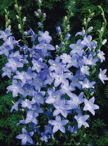 Jpj@s~_X@h@10.5cm|bg