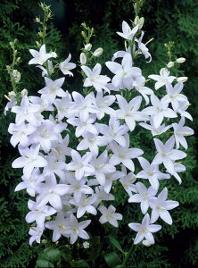 JpjEs~_X@Ao@h@10.5cm|bg