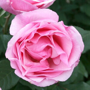 生花 ローズ 鉢植えの人気商品 通販 価格比較 価格 Com