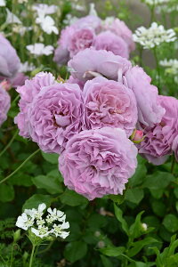 ic\j7A oc s_ѐY o^it lG炫֖[炫nito_[YjXv[炫 ͖{o Kawamoto Brand Roses