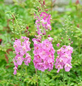 o[oXJE[b^ h 10.5cm|bg