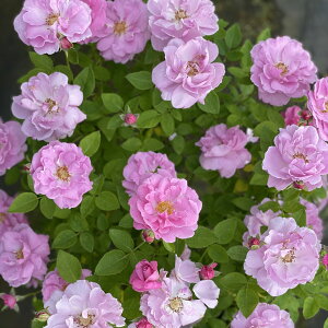 サブリナ(大苗予約)7号鉢植え 四季咲き 中輪 禅ローズ バラ苗 《種苗登録出願中》