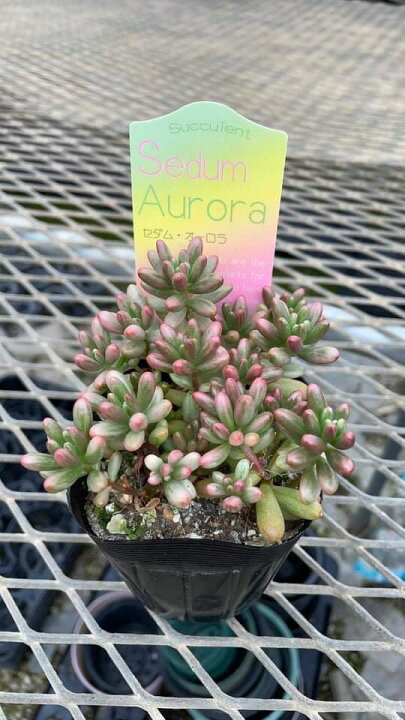 楽天市場 セダム オーロラ 多肉植物 大神ファーム