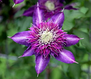 �N���}�`�X �f���q�ہi�����܂�j�f PVP �n���F�t�����_�n 12cm�|�b�g