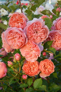 シルクロード(大苗予約)7号鉢植え バラ苗 《農林水産省 品種登録出願中》 四季咲き ロサ・オリエンティス プログレッシオシリーズ