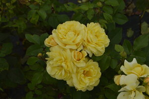 X}CEnj[E[Y / ܂̃v[icj7As_ѐY o^it lG炫֖[炫nito_[YjXv[炫 CA oc