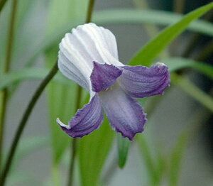 N}`X f\VAXf nFCeOtHAn 12cm|bg