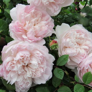 ソワイユ(大苗)7号鉢植え F&Gローズ ローズアロマティークシリーズ バラ苗 《契約品種》