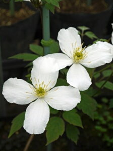 N}`X '^i Xvl[i^i Xv[lj' h nF^in }炫 12cm|bg