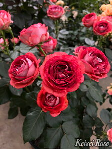 ストロベリー・ミスト(大苗予約) 7号鉢植え 四季咲き中輪房咲き系(フロリバンダローズ)スプレー咲き コルデス バラ苗 《農林水産省 登録品種》