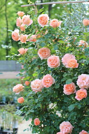 サマー・ドリーム（大苗予約）7号鉢植え　バラ苗　返り咲き　フライヤーズ・ローゼズ　Fryer’s Roses